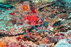 Velidhu - 2013_03_12 - IMG_0571rf_Laffe cornu ou poisson diale ou pterois a antennes - Pterois antennata_Wissaradhuni thila_Plongee